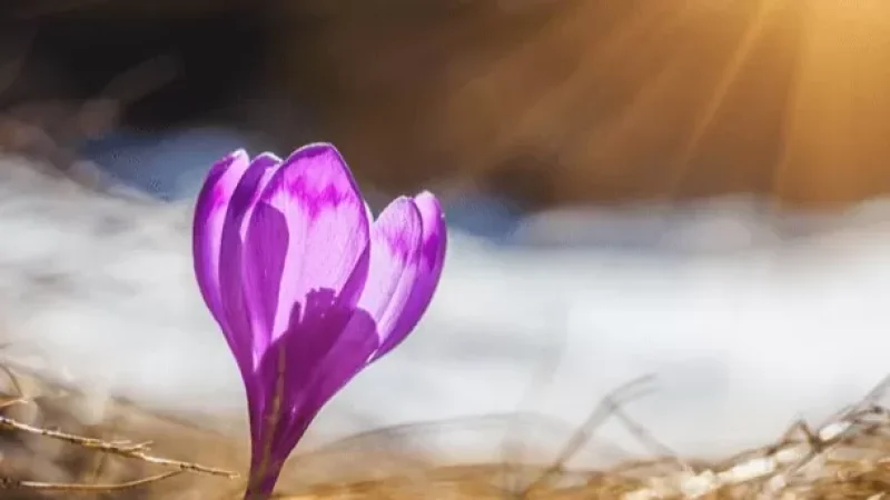 Գագիկ Սուրենյանը հայտնել է` ինչպիսին կլինի մարտ ամիսը