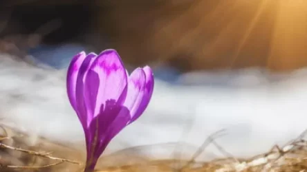 Գագիկ Սուրենյանը հայտնել է` ինչպիսին կլինի մարտ ամիսը