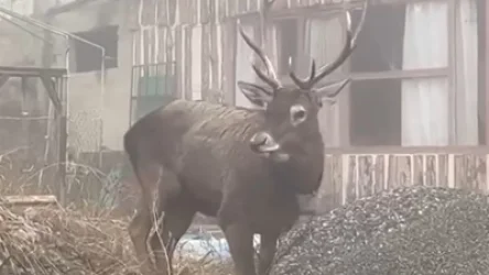 ՏԵՍԱՆՅՈՒԹ. Կովկասյան ազնվացեղ եղջերուները զբոսնել են Դիլիջան քաղաքի բակերից մեկում