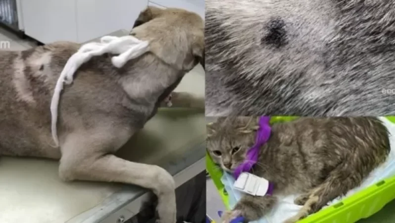 ԱՀԱԶԱՆԳ. Աանհայտ անձը Երևանի կենտրոնում կենդանիների «որս» է անում