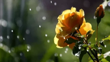 Առաջիկա օրերի եղանակը