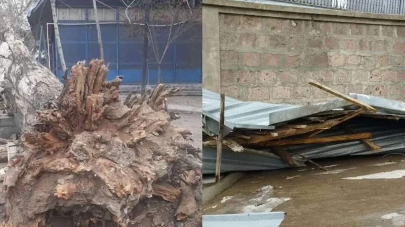 Photos: Trees Broken, Roofs Collapsed. What Damages Were Caused by Yesterday's Wind?