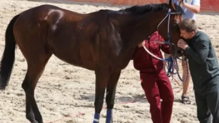 Գողացել են Կադիրովի՝ ավելի քան 18 000 դոլար արժողությամբ ձին