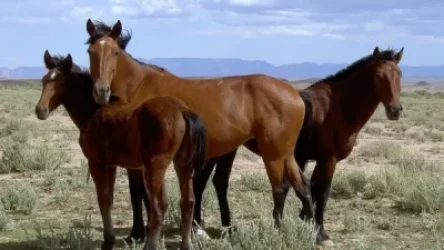 Ադրբեջանական կողմն անցած երեք ձիերից վերջինը նույնպես ինքնուրույն վերադարձել է