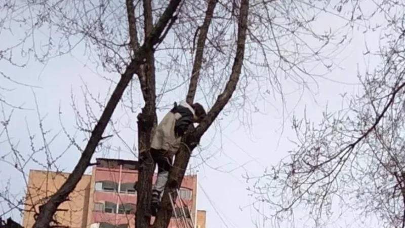 RESCUE: Child Climbs Tree and Cannot Descend Alone, Firefighters Assist