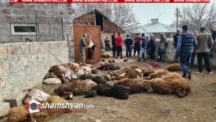 Արագածոտնի մարզում գայլերի ոհմակը170-ից ավելի մայրացու ոչխարներ է հոշոտել. գյուղացին կրել է մոտ 40 հազար դոլարի վնաս