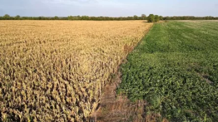 ԱՄՆ-ն մտադիր է երկարաձգել «հացահատիկի գործարքը»