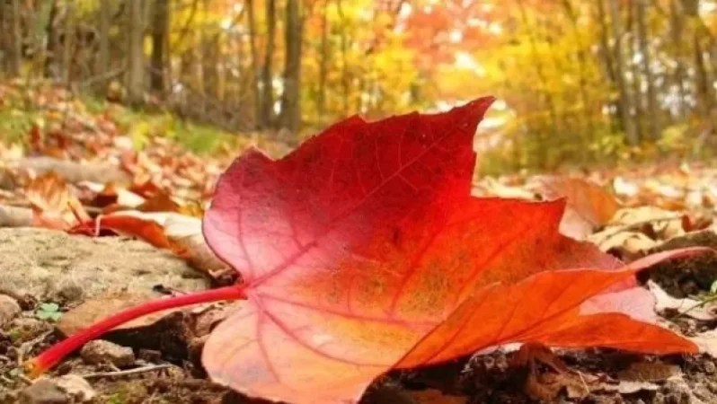 Ինչ եղանակ է սպասվում առաջիկա օրերին