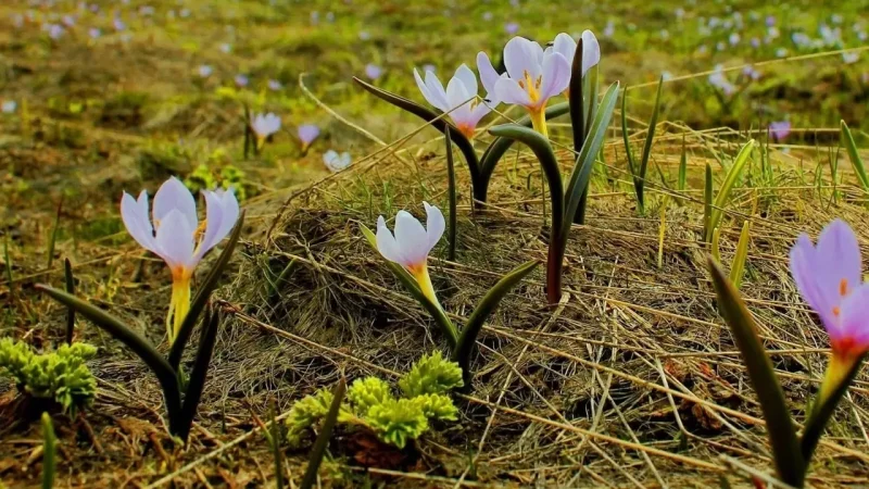 Ինչպիսի եղանակ է սպասվում առաջիկայում