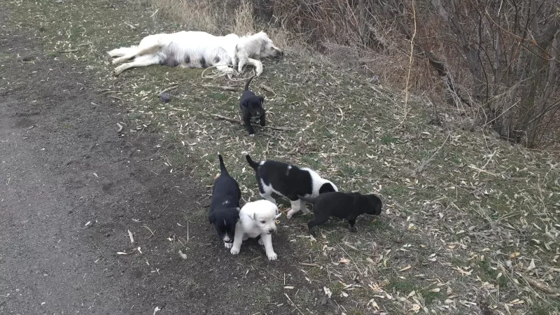 Video: A Mother Dog Strangled with a String, Puppies Trying to Feed