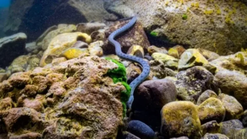 Լուսանկարներ՝ Սևանա լճի հատակից