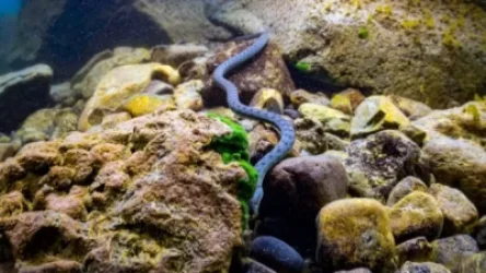 Լուսանկարներ՝ Սևանա լճի հատակից