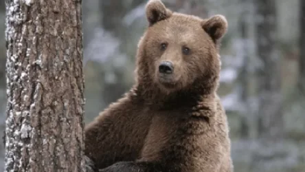 Ահազանգեր են ստացվել գորշ արջերի կողմից համայնքների բնակիչներին հասցրած վնասների վերաբերյալ. նախարարություն