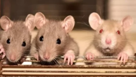 ՏԵՍԱՆՅՈՒԹ. Փարիզի իշխանությունները ստեղծել են աշխատանքային խումբ, որն զբաղվելու է առնետների հարցով. CNEWS