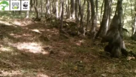 ՏԵՍԱՆՅՈՒԹ․ «Հայտնի պարուհիները կնախանձեն այս պլաստիկային». գորշ արջի ծիծաղաշարժ հնարքները