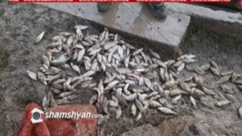 1-2 կիլոմետր սատկած ձուկ է թափված. հարյուր հազարավոր «կարաս» տեսակի ձկները հայտնվել են ոչնչացման եզրին