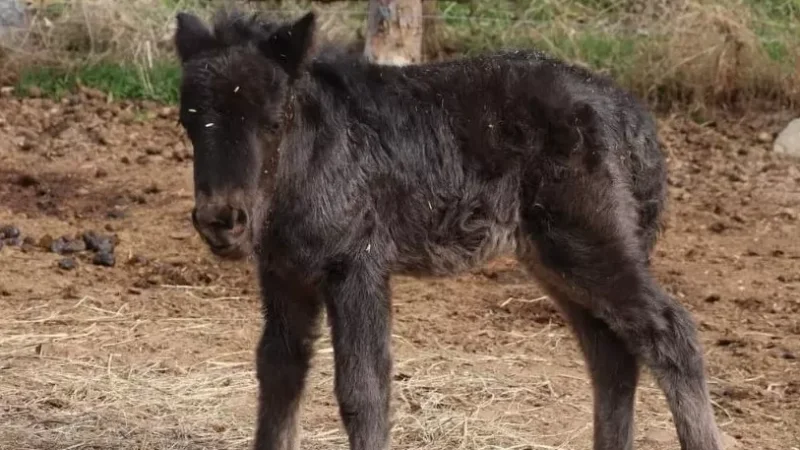 Կենդանաբանական այգու նոր բնակիչը Մարետն է` պոնիի ձագուկը