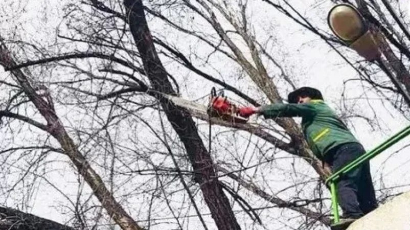 Երևանի որոշ փողոցներ մասամբ փակ կլինեն․ ծառերի էտ է