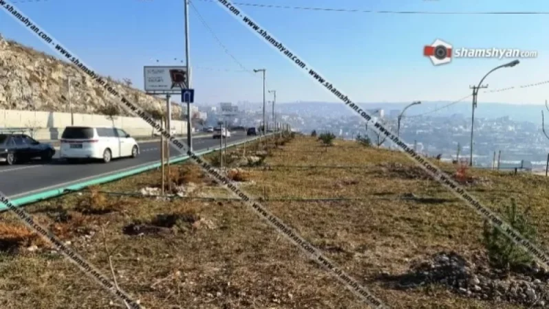 Մինչ Երևանի քաղաքապետարանը Սարալանջի խճուղում սոճիների պուրակ է ստեղծում, այնտեղից գողանում են նոր տնկված ծառերը. SHAMSHYAN