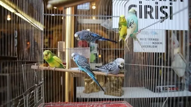 Թուրքիայում երկրաշարժերից հետո ավելացել է թութակների վաճառքը. հայտնի է` ինչու