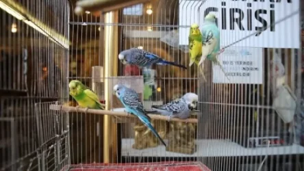 Թուրքիայում երկրաշարժերից հետո ավելացել է թութակների վաճառքը. հայտնի է` ինչու