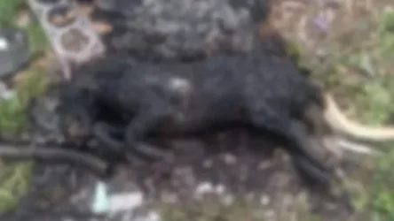 18+ ՏԵՍԱՆՅՈՒԹ. Երևանում շանը խորովել են