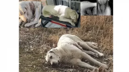 Էլի դաժան սպանդի դեպք, այս անգամ Հրազդանում. Դինգո թիմ