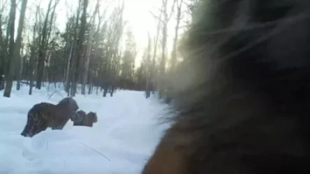 ՏԵՍԱՆՅՈՒԹ. Ինչպես են վագրի ձագերը վնասում տեսախցիկը. Խաբարովսկ