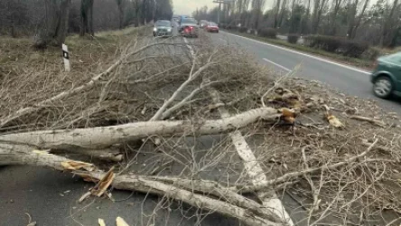 Երևան-Սևան  ավտոճանապարհին  ծառը տապալվել է՝ վնասելով երկու մարդատար ավտոմեքենա