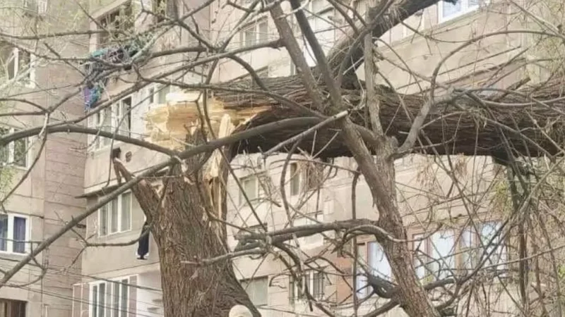 Photos: Trees Downed by Wind in Yerevan, Several Vehicles Damaged