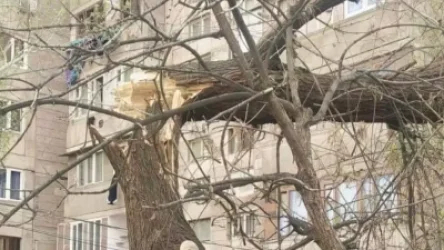 ԼՈՒՍԱՆԿԱՐՆԵՐ․ Երևանում քամու հետևանքով ծառեր են տապալվել, կան վնասված ավտոմեքենաներ