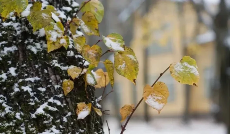 Եղանակը՝ առաջիկա օրերին