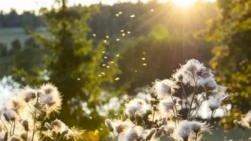 Ինչ եղանակ սպասել առաջիկայում