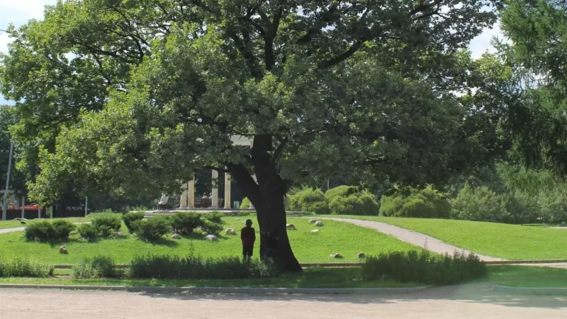 Բաղրամյան պողոտայում կհեռացվեն կոճղերը, և դատարկ բնաբաժակները կաղնի ամառային ծառատեսակով կլրացվեն