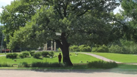 Բաղրամյան պողոտայում կհեռացվեն կոճղերը, և դատարկ բնաբաժակները կաղնի ամառային ծառատեսակով կլրացվեն