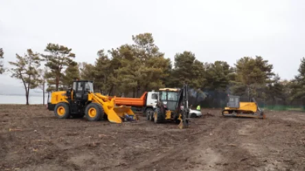 Սևանում ծառերի «գենոցիդին» շարունակում է ահազանգել օգտատերը․ Շրջակա միջավայրի նախարարությանն արձագանքել է