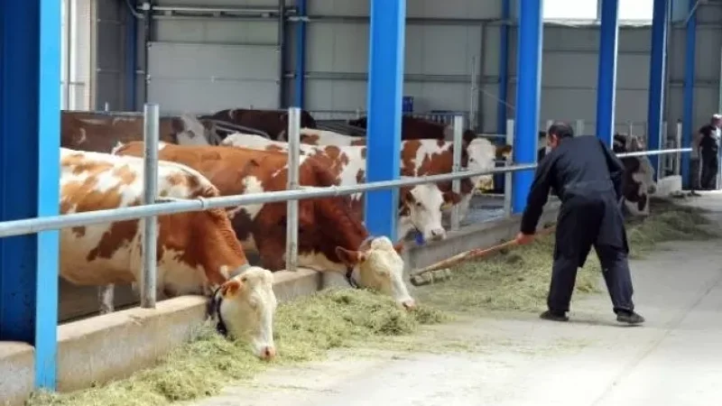 Գեղարքունիքի մարզում արձանագրվել է անասնագլխաքանակի անկում. հայտնի են պատճառները