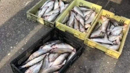 Սևանա լճի «Կարմիր ավազ» տարածքում որսագողեր են հայտնաբերվել