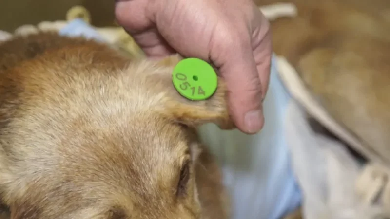 «Ստերջացման տարած շանը գտել են սատկած վիճակում». Հայկ Հովակիմյան