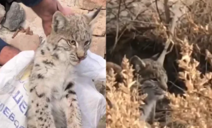 Շիրակի մարզում հայտնաբերված լուսանը տեղափոխվել է Երևանի համապատասխան կենտրոն