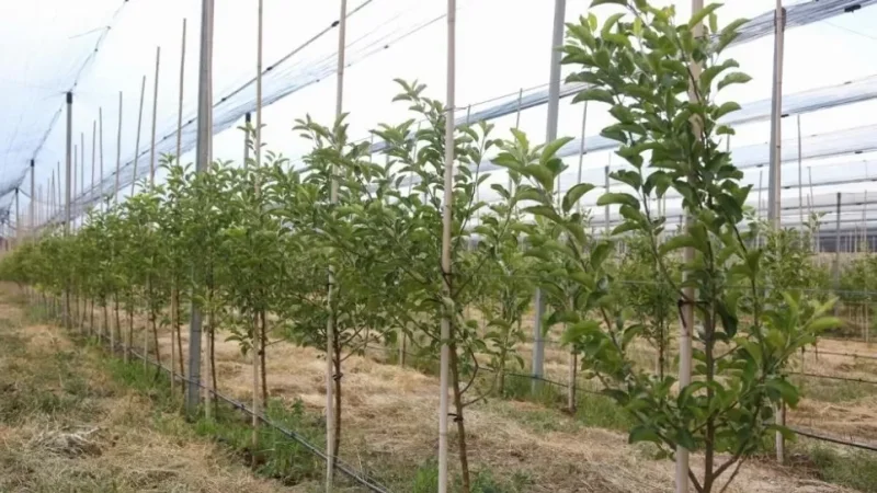 Ինտենսիվ այգիների զարգացման ծրագրով խոշոր գումար հափշտակած անձանց մեղադրանք է ներկայացվել