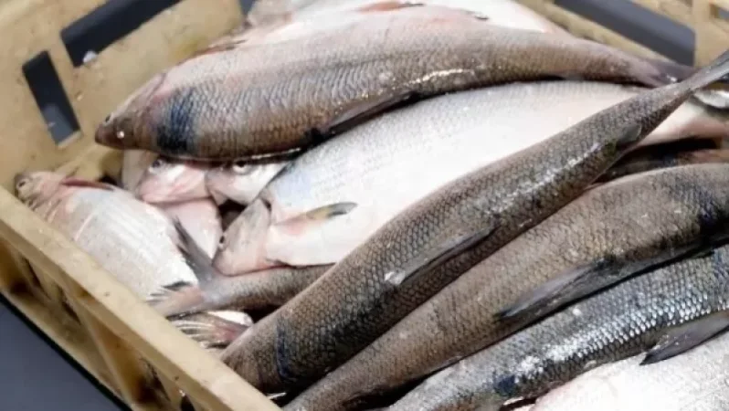 23 հատ արգելված տեսակի սիգ վաճառող տղամարդուն բերման են ենթարկել ոստիկանություն