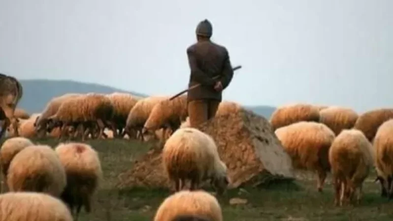 Գերությունից վերադարձած հովվի ոչխարները հետ բերելու համար բանակցություններ են ընթանում