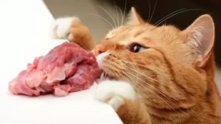 ՏԵՍԱՆՅՈՒԹ․ «Երևան Սիթի»-ի մենեջերը տանջամահ անելով սպանել է ուտելիք գողացող կատվին․ աշխատանքից ազատվել է