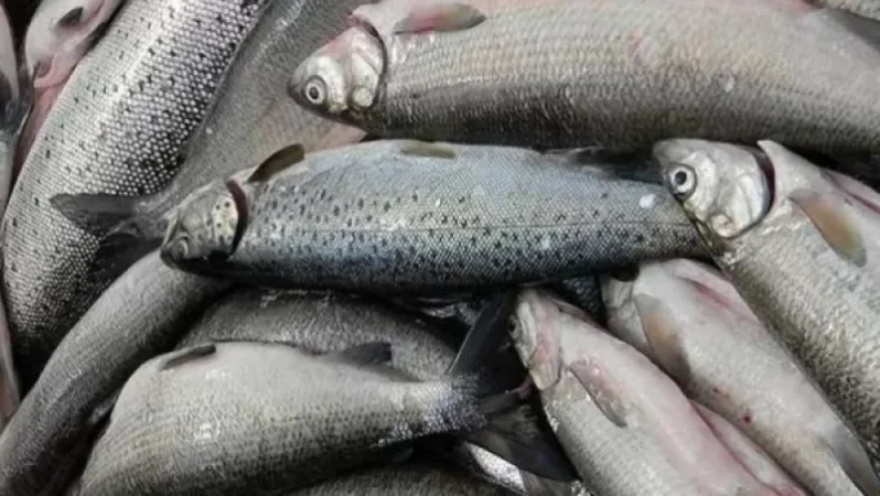 Հայտնաբերվել են սիգ ձկնատեսակի վաճառքով զբաղվող անձինք