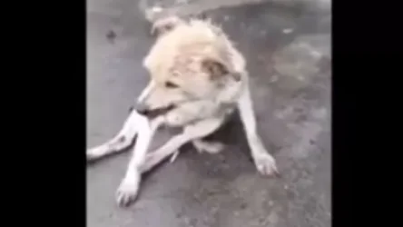 ՏԵՍԱՆՅՈՒԹ․ Նյարդերից թույլ մարդկանց խորհուրդ չի տրվում դիտել․ դաժան վերաբերմունք շան նկատմամբ