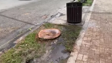 ՏԵՍԱՆՅՈՒԹ. «Անզորությունից սիրտս պայթում ա». օգտատերը` ծառահատումների մասին