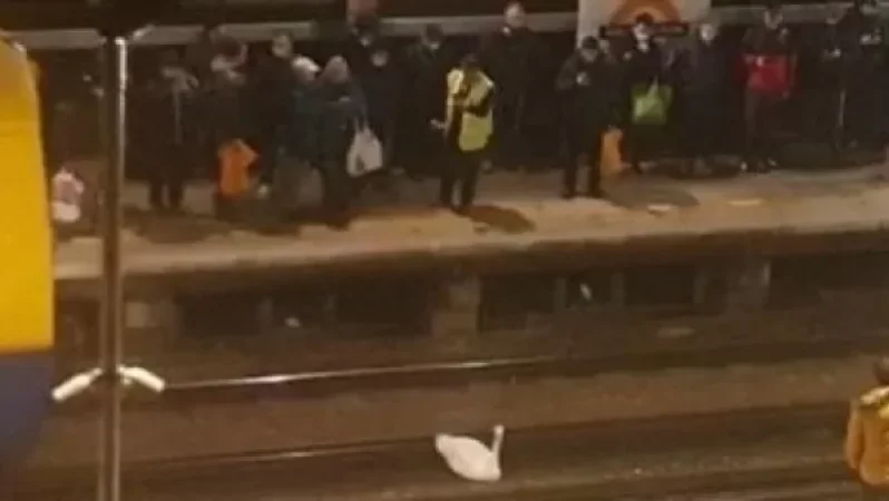 Կարապը մեկ ժամով կանգնեցրել է Լոնդոնում մետրոյի աշխատանքը