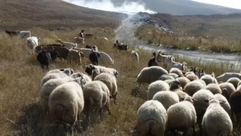 Եթե ոչխարներն այդպես էլ չվերադարձվեն, ապա հովվին փոխհատուցում կտրվի․ ինչ սպասել