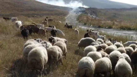 Եթե ոչխարներն այդպես էլ չվերադարձվեն, ապա հովվին փոխհատուցում կտրվի․ ինչ սպասել